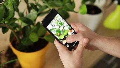 Best Plant Identification App – Your Ultimate Guide