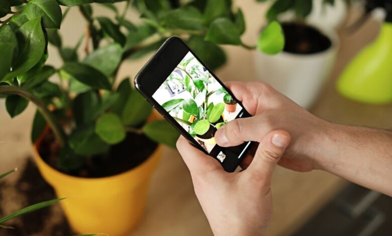 Best Plant Identification App – Your Ultimate Guide